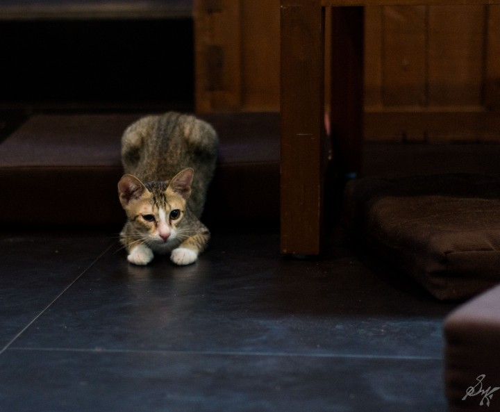 Kitten ready to pounce