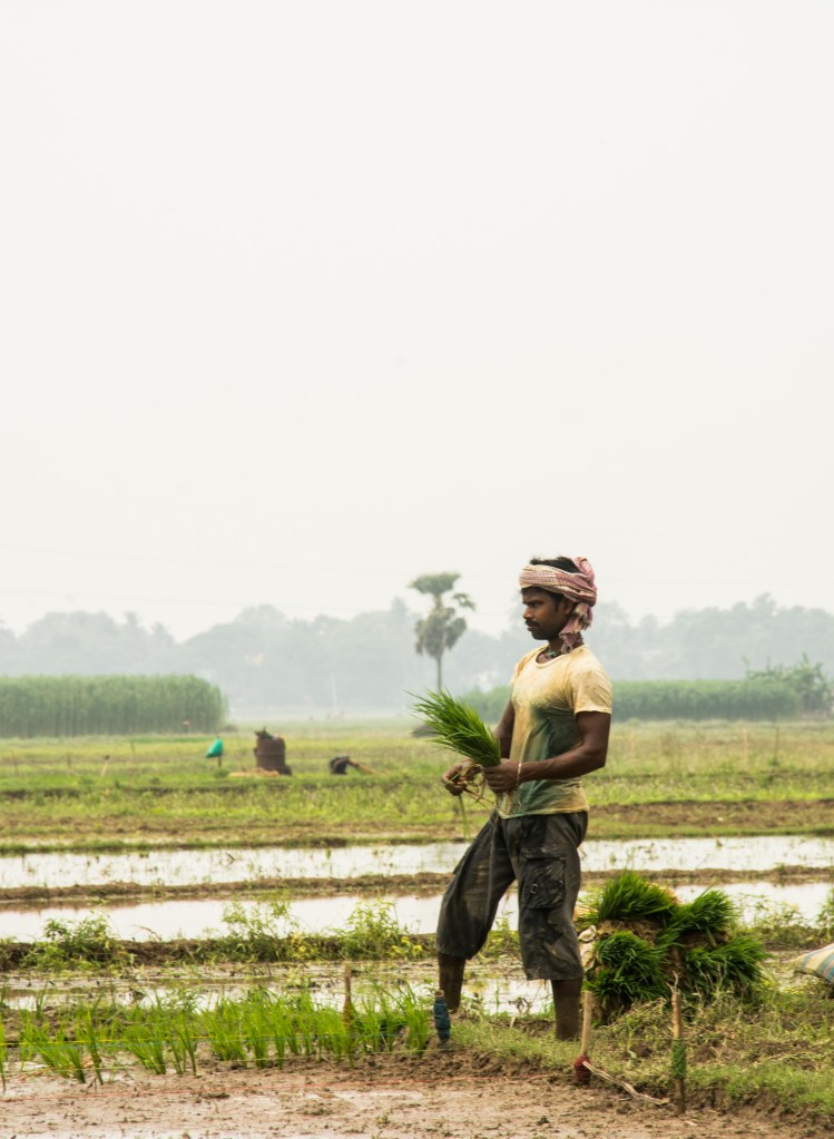 Man with a bunch of paddy saplings